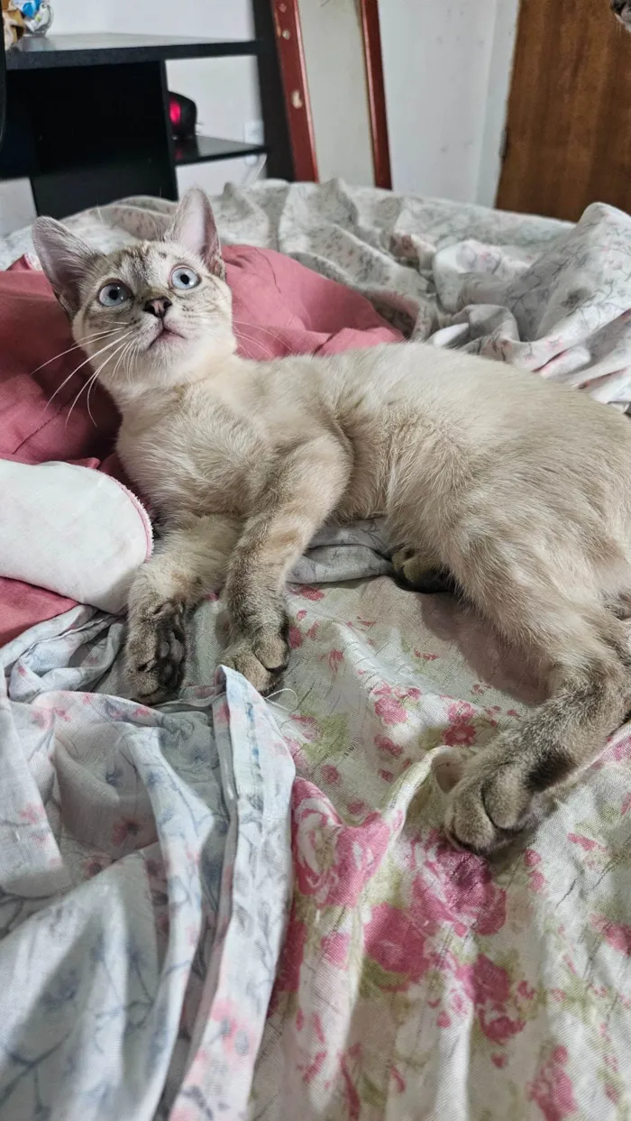 Gato ra a SRD-ViraLata idade 2 a 6 meses nome Branca e tigrada
