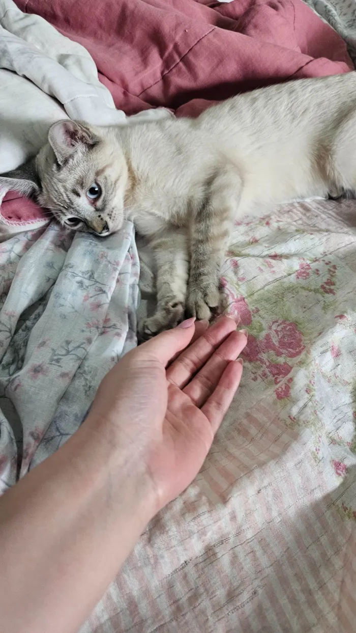 Gato ra a SRD-ViraLata idade 2 a 6 meses nome Branca e tigrada