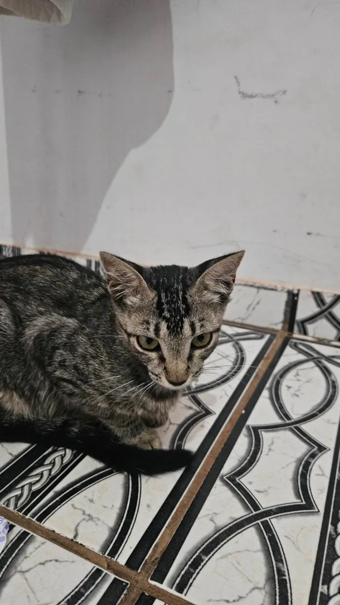 Gato ra a SRD-ViraLata idade 2 a 6 meses nome Branca e tigrada