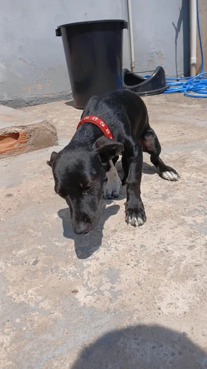 Cachorro raça SRD-ViraLata idade 2 a 6 meses nome Neguinha