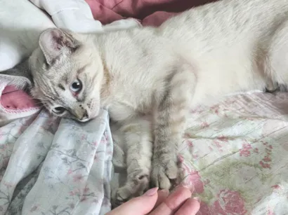 Gato raça SRD-ViraLata idade 2 a 6 meses nome Branca e tigrada