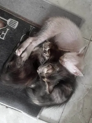 Gato raça SRD-ViraLata idade 2 a 6 meses nome Gata e Gatos sem nome