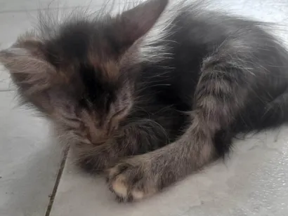 Gato raça SRD-ViraLata idade 2 a 6 meses nome Nome não definido