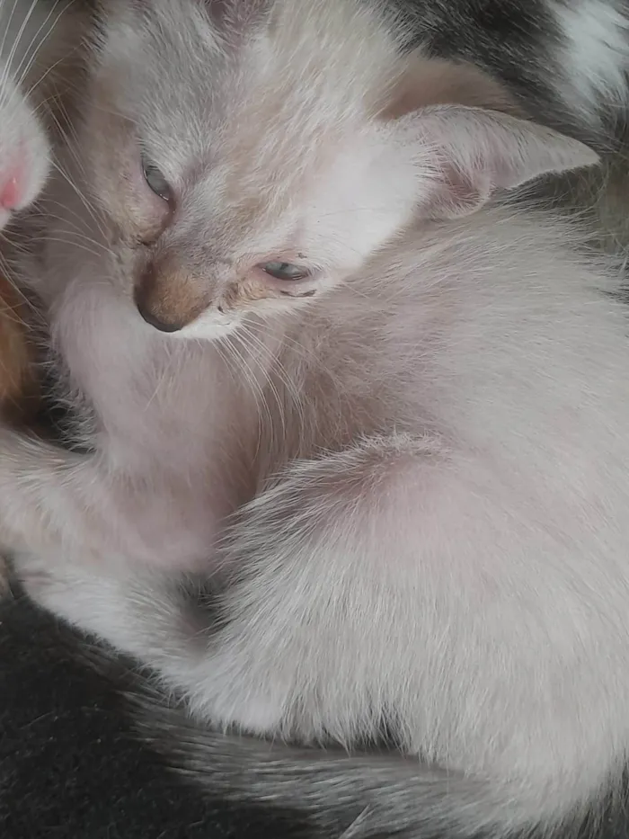 Gato ra a SRD-ViraLata idade 2 a 6 meses nome Nome não definido