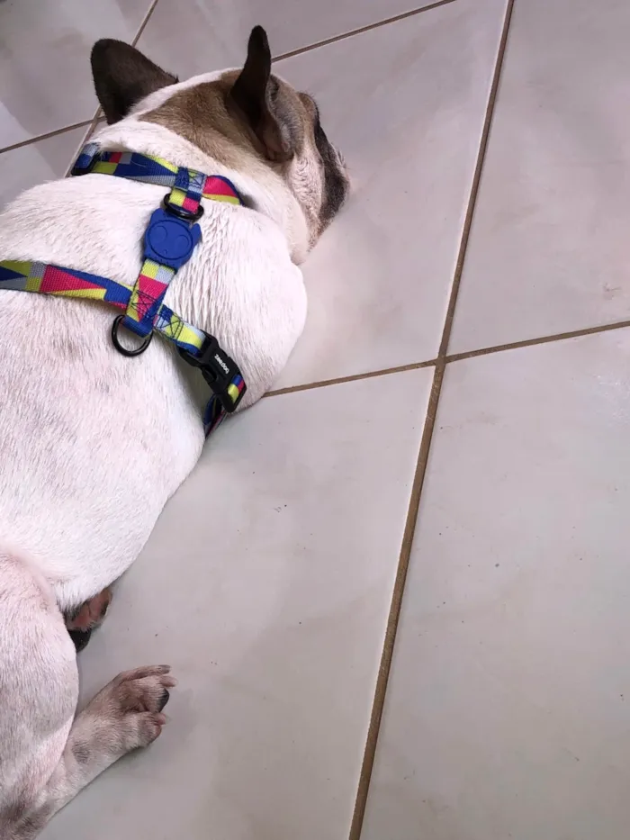 Cachorro ra a Bulldog idade 4 anos nome juca xavier