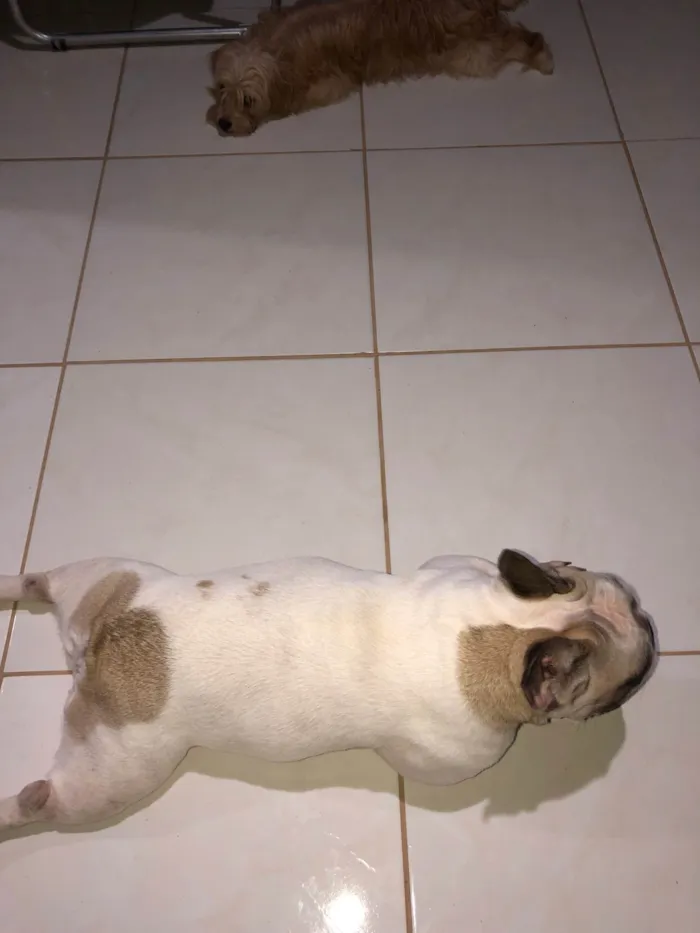 Cachorro ra a Bulldog idade 4 anos nome juca xavier