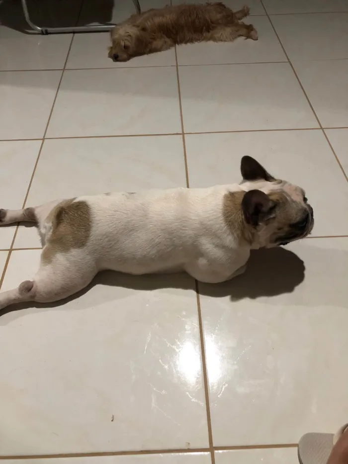 Cachorro ra a Bulldog idade 4 anos nome juca xavier