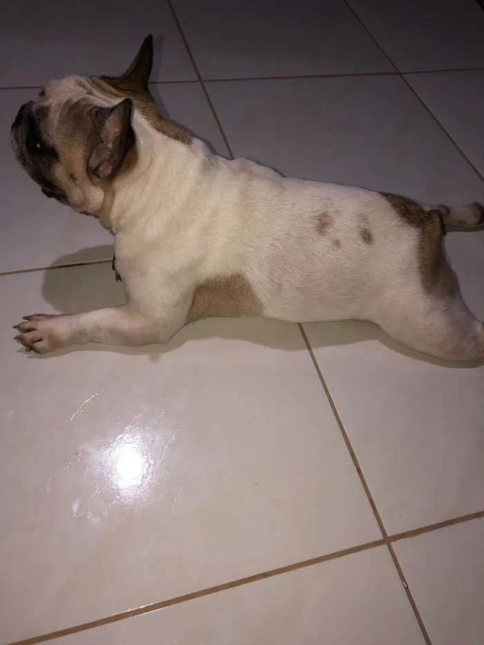 Cachorro ra a Bulldog idade 4 anos nome juca xavier