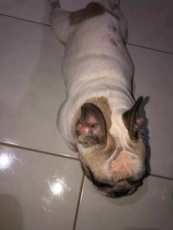 Cachorro ra a Bulldog idade 4 anos nome juca xavier