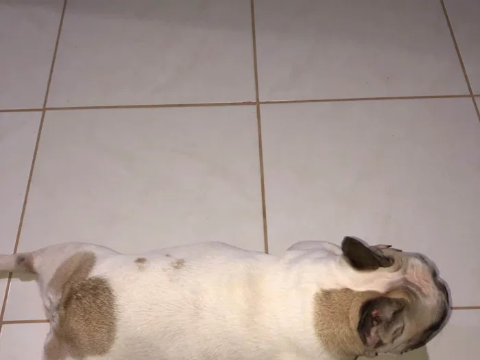 Cachorro ra a Bulldog idade 4 anos nome juca xavier