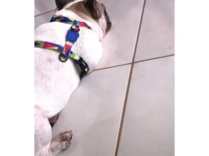 Cachorro ra a Bulldog idade 4 anos nome juca xavier