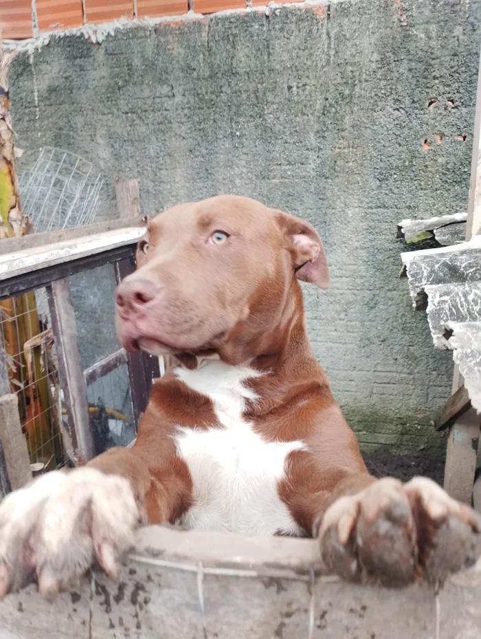 Cachorro ra a Pit-Bull idade 7 a 11 meses nome Thor 