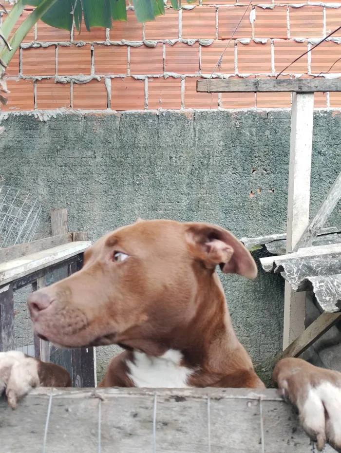 Cachorro ra a Pit-Bull idade 7 a 11 meses nome Thor 