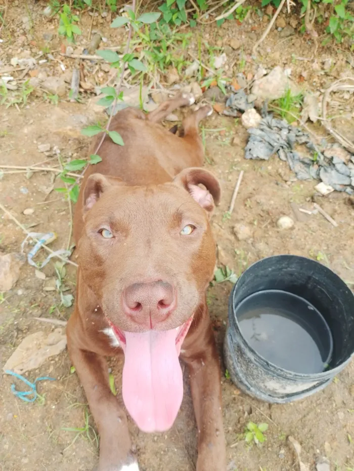 Cachorro ra a Pit-Bull idade 7 a 11 meses nome Thor 
