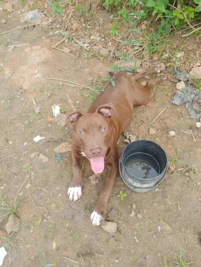 Cachorro ra a Pit-Bull idade 7 a 11 meses nome Thor 