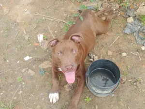 Cachorro raça Pit-Bull idade 7 a 11 meses nome Thor 