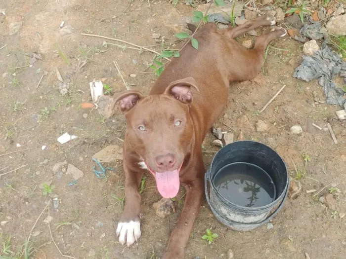 Cachorro ra a Pit-Bull idade 7 a 11 meses nome Thor 