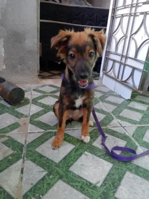 Cachorro raça Shnauzer idade 2 a 6 meses nome Lili