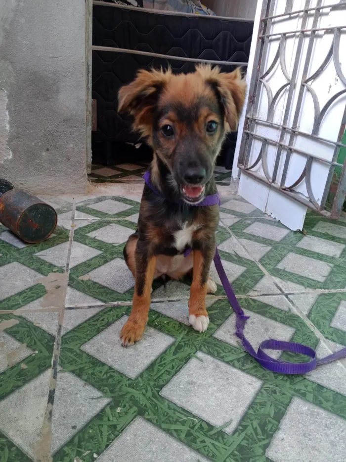 Cachorro raça Shnauzer idade 2 a 6 meses nome Lili