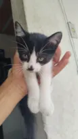 Gato ra a SRD-ViraLata idade 2 a 6 meses nome Filhote precisa de um lar.