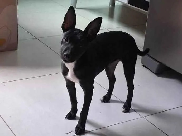 Cachorro ra a Pit-Bull idade 2 a 6 meses nome Jully