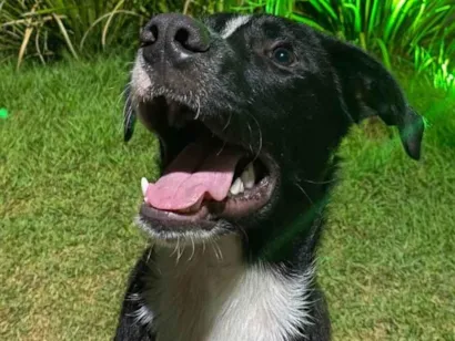 Cachorro raça SRD-ViraLata idade 1 ano nome Alec