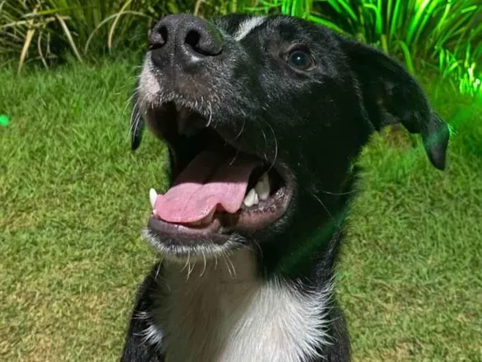 Cachorro ra a SRD-ViraLata idade 1 ano nome Alec