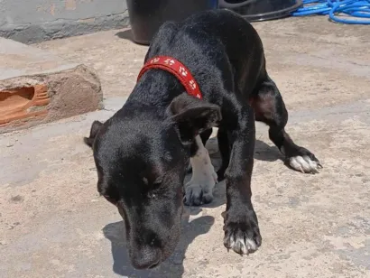 Cachorro raça SRD-ViraLata idade 2 a 6 meses nome Neguinha 
