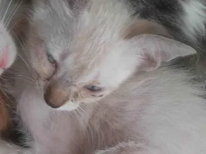 Gato raça SRD-ViraLata idade 2 a 6 meses nome Nome não definido