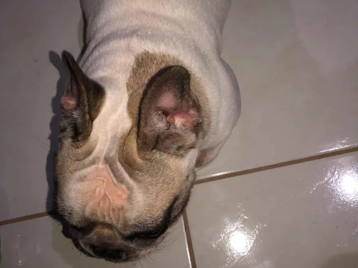 Cachorro ra a Bulldog idade 4 anos nome juca xavier