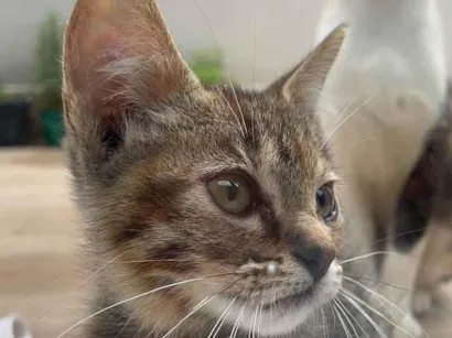 Gato raça SRD-ViraLata idade Abaixo de 2 meses nome S/ Nome 