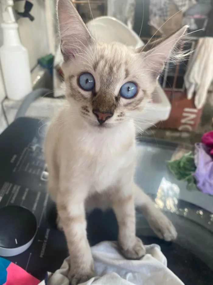 Gato ra a SRD-ViraLata idade 2 a 6 meses nome Adão e Eva 