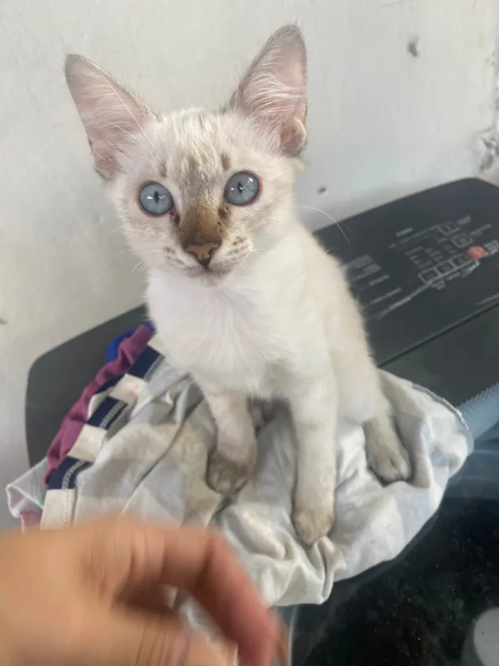 Gato ra a SRD-ViraLata idade 2 a 6 meses nome Adão e Eva 