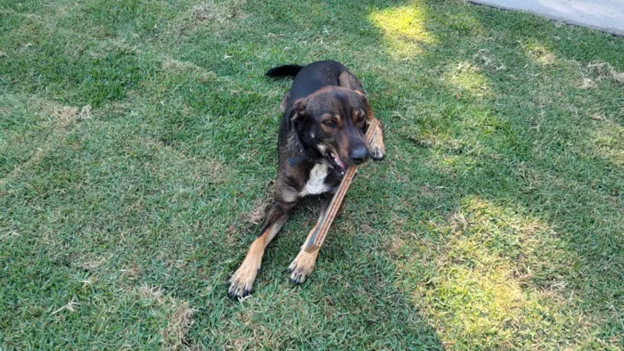 Cachorro ra a SRD-ViraLata idade 2 anos nome Café