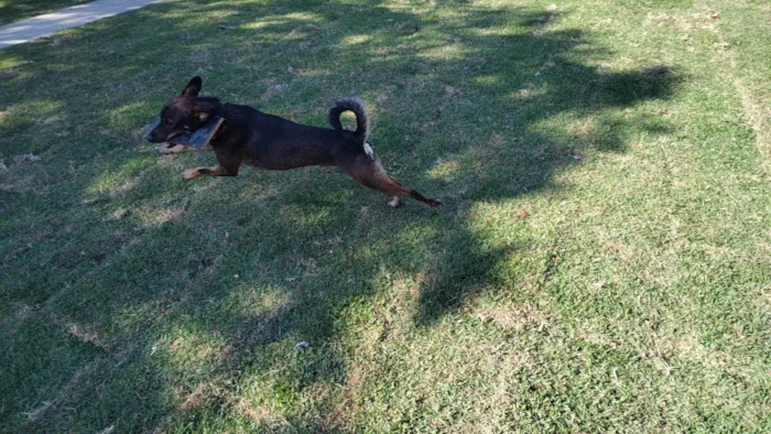 Cachorro ra a SRD-ViraLata idade 2 anos nome Café