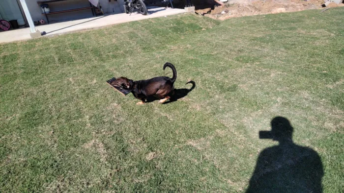 Cachorro ra a SRD-ViraLata idade 2 anos nome Café