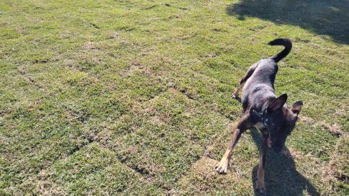 Cachorro ra a SRD-ViraLata idade 2 anos nome Café