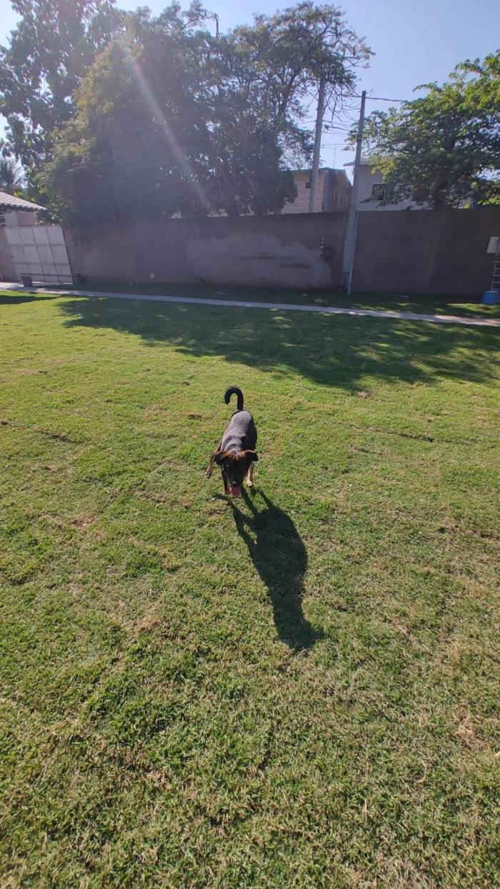 Cachorro ra a SRD-ViraLata idade 2 anos nome Café