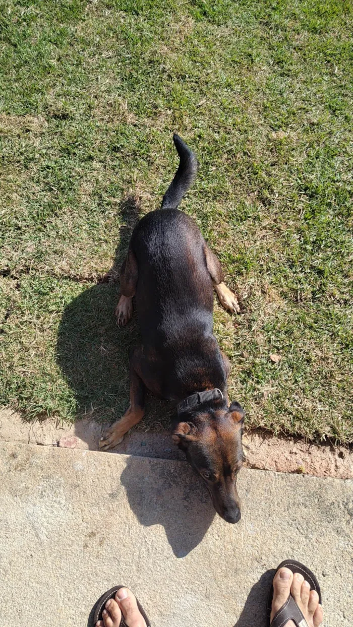 Cachorro ra a SRD-ViraLata idade 2 anos nome Café