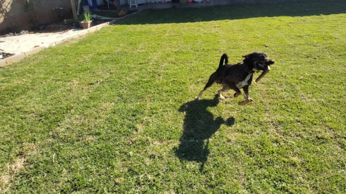 Cachorro ra a SRD-ViraLata idade 2 anos nome Café