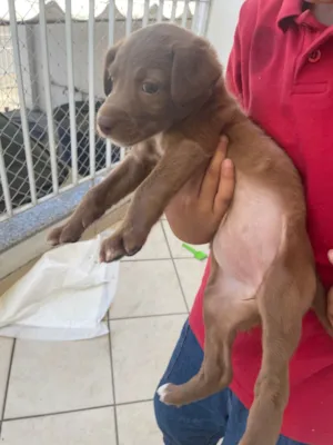 Cachorro raça SRD-ViraLata idade 2 a 6 meses nome Luna 