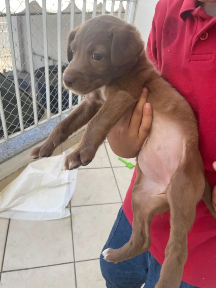 Cachorro ra a SRD-ViraLata idade 2 a 6 meses nome Luna