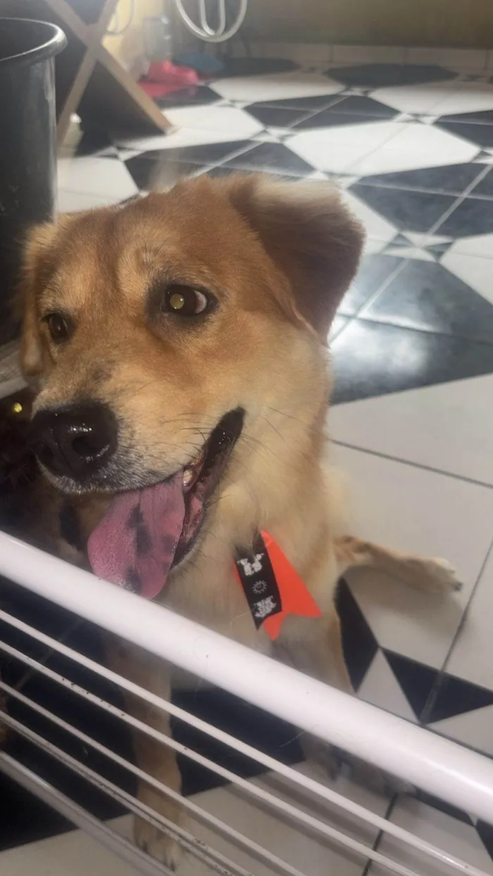 Cachorro ra a SRD-ViraLata idade 2 anos nome Beethoven