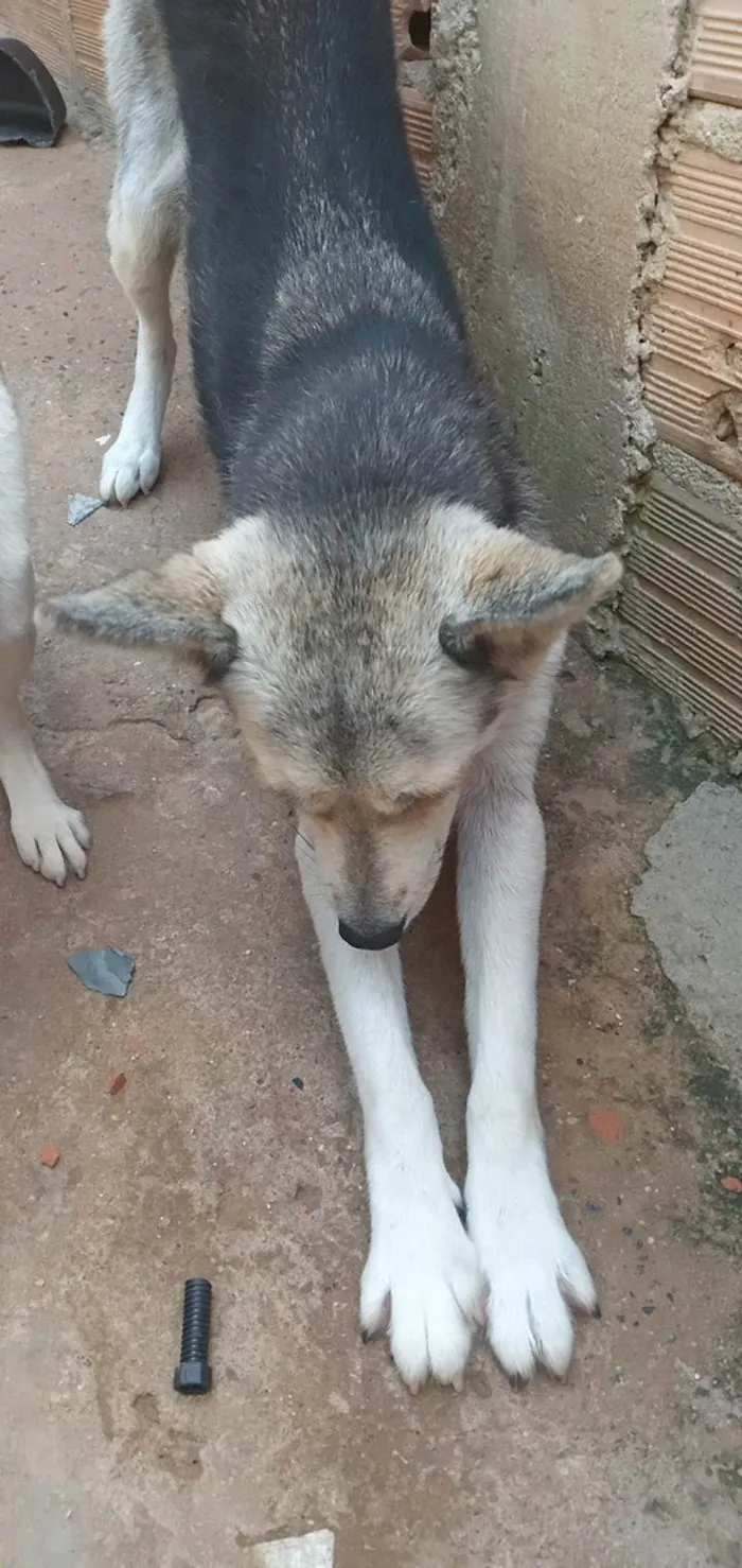 Cachorro ra a Pastor Alemão idade 1 ano nome Neve