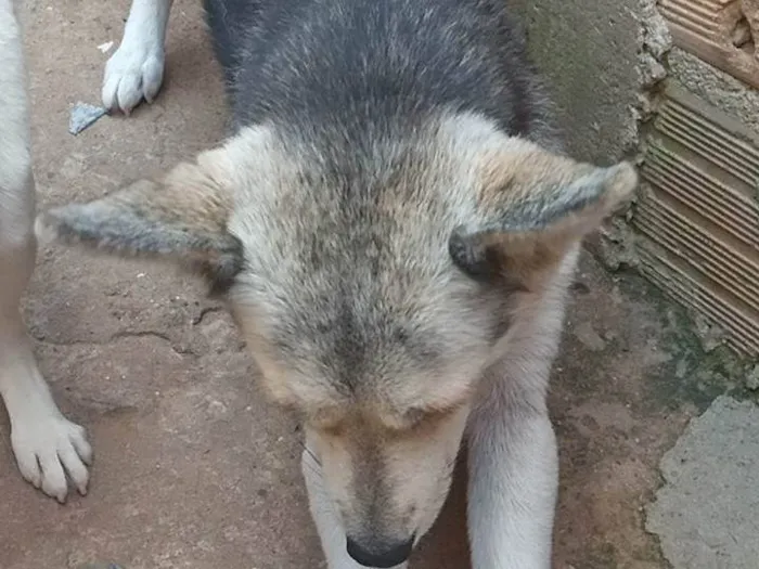 Cachorro ra a Pastor Alemão idade 1 ano nome Neve