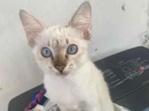 Gato raça SRD-ViraLata idade 2 a 6 meses nome Adão e Eva 