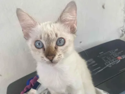 Gato raça SRD-ViraLata idade 2 a 6 meses nome Adão e Eva 