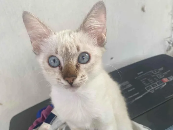 Gato ra a SRD-ViraLata idade 2 a 6 meses nome Adão e Eva 