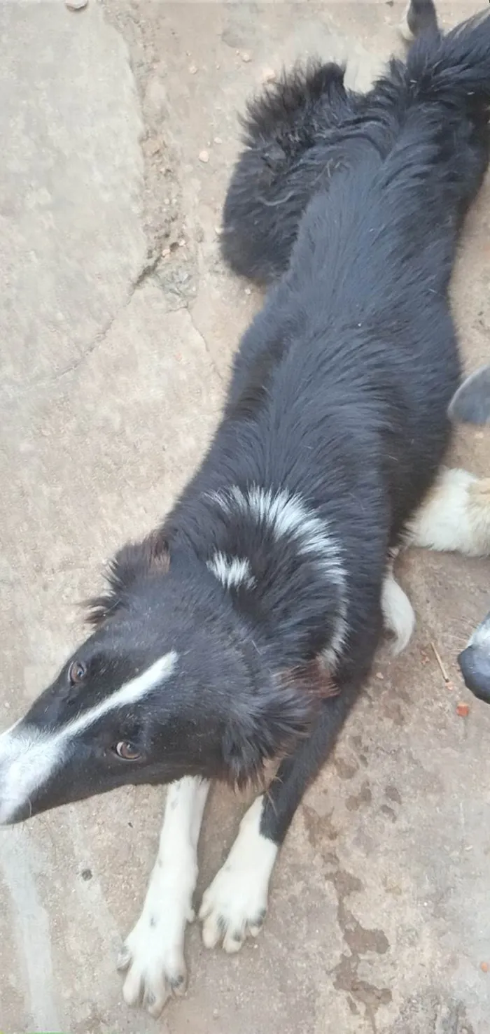 Cachorro ra a Pastor Alemão idade 7 a 11 meses nome Mayla