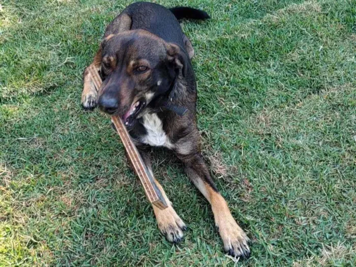 Cachorro ra a SRD-ViraLata idade 2 anos nome Café